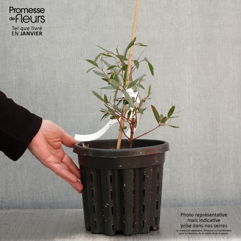 Eucalyptus mitchelliana - Eucalipto Vaso da 4L/5L esemplare consegnato in inverno