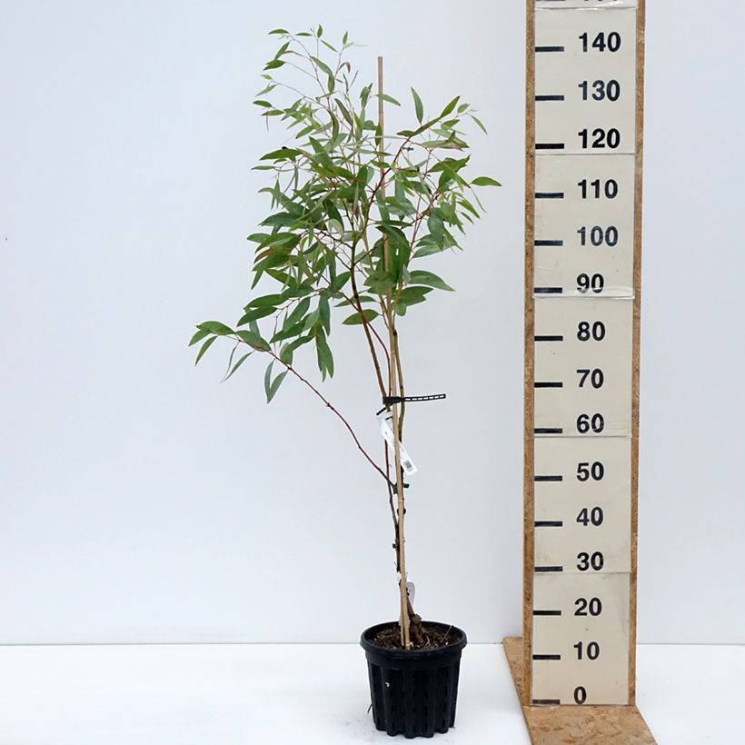 Esemplare di Eucalyptus mitchelliana - Eucalipto Vaso da 4L/5L come consegnato in autunno