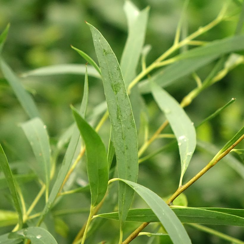 Eucalyptus moorei subsp. moorei - Eucalipto (Fogliame)