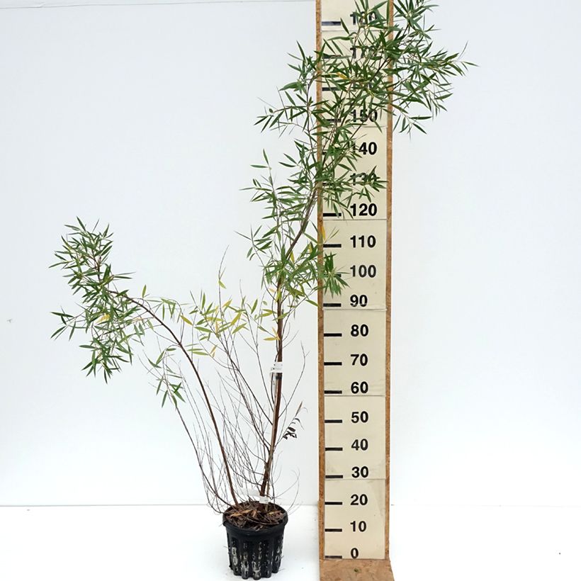 Esemplare di Eucalyptus moorei subsp. moorei - Eucalipto Vaso da 4L/5L come consegnato in autunno