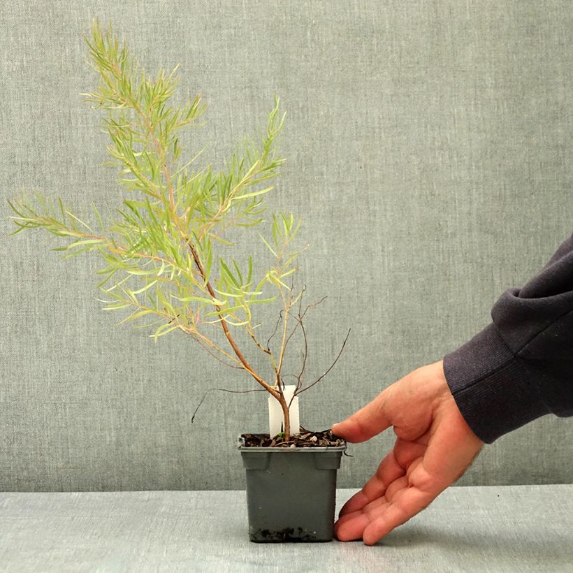 Esemplare di Eucalyptus nicholii - Eucalipto Vasetto da 8/9 cm consegnato in estate