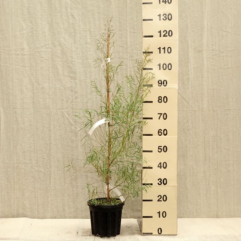 Esemplare di Eucalyptus nicholii - Eucalipto Vaso da 4L/5L come consegnato in autunno