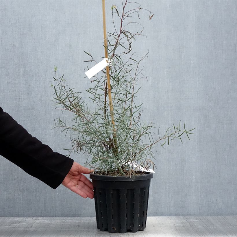 Eucalyptus nicholii - Eucalipto Vaso da 4L/5L esemplare consegnato in primavera