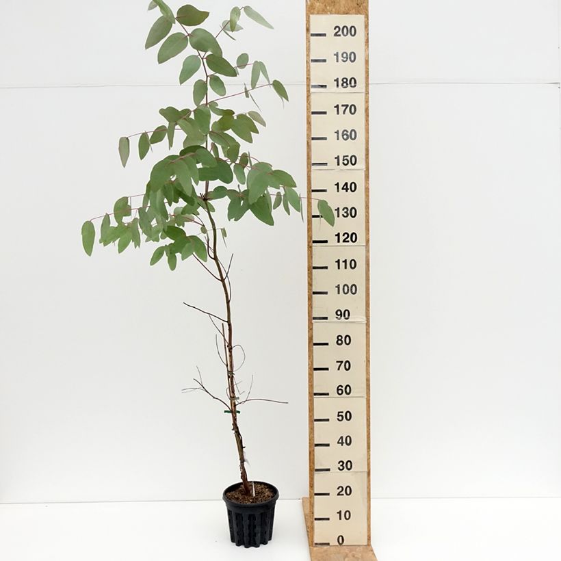 Esemplare di Eucalyptus nitens - Eucalipto Vaso da 4L/5L consegnato in estate