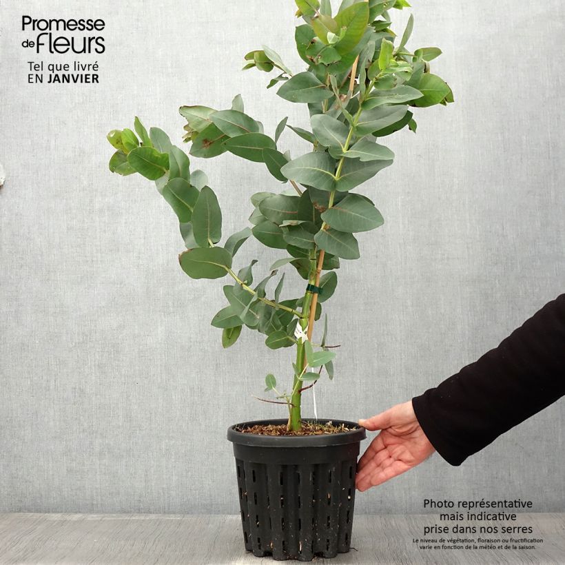 Eucalyptus nitens - Eucalipto Vaso da 4L/5L esemplare consegnato in inverno