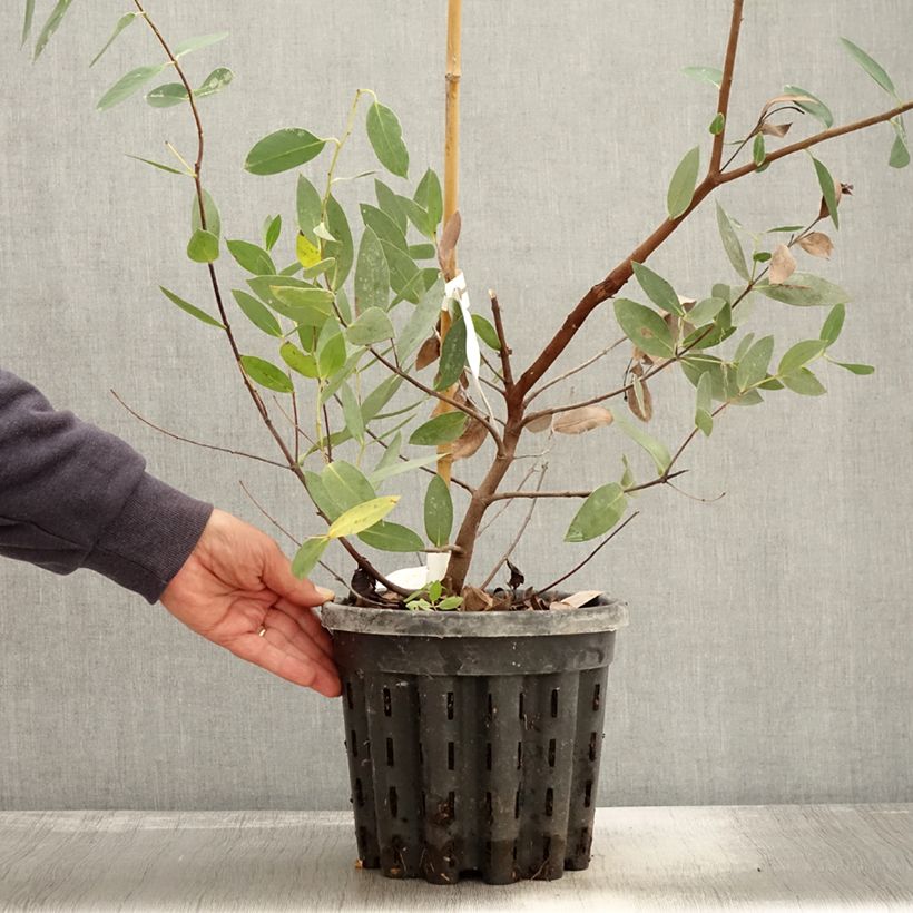 Esemplare di Eucalyptus nitida - Eucalipto Vaso da 4L/5L come consegnato in autunno