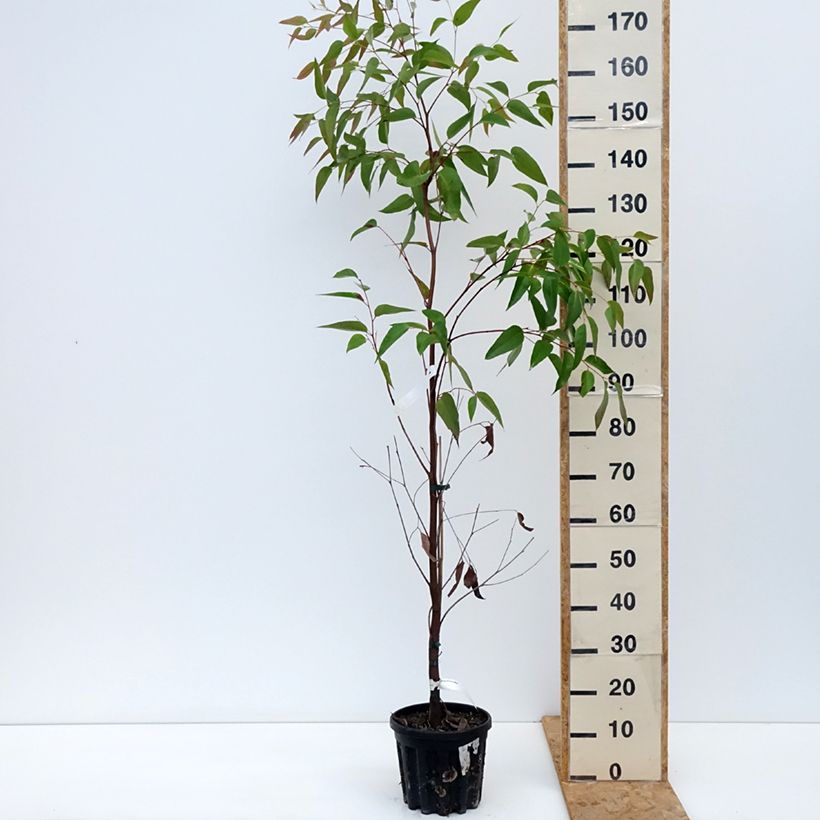 Esemplare di Eucalyptus obliqua - Eucalipto Vaso da 4L/5L come consegnato in autunno