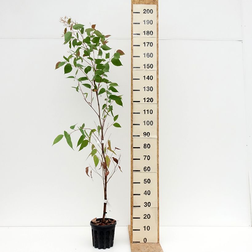Esemplare di Eucalyptus obliqua - Eucalipto Vaso da 4L/5L consegnato in estate