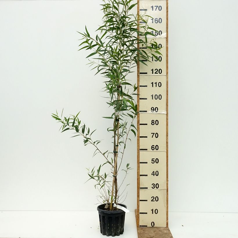 Esemplare di Eucalyptus paliformis - Eucalipto Vaso da 4L/5L consegnato in estate