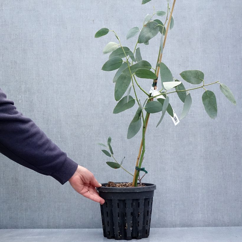 Eucalyptus pauciflora subsp. hedraia Falls Creek - Eucalipto Vaso da 4L/5L esemplare consegnato in primavera