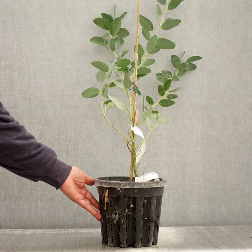 Esemplare di Eucalyptus pauciflora subsp. niphophila Mt Bogong - Eucalipto Vaso da 4L/5L come consegnato in autunno
