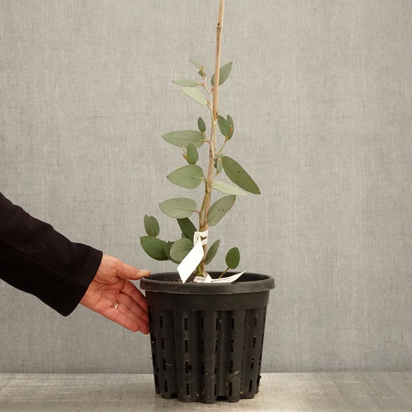 Eucalyptus pauciflora subsp. niphophila Mt Bogong - Eucalipto Vaso da 4L/5L esemplare consegnato in primavera