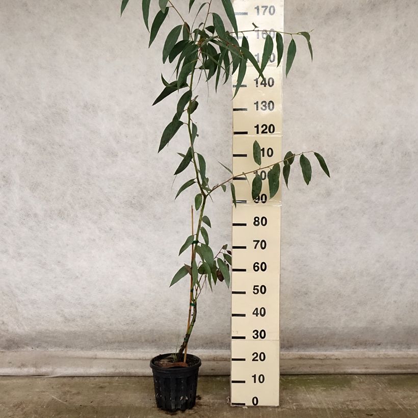 Esemplare di Eucalyptus pauciflora subsp. pauciflora Adaminaby - Eucalipto Vaso da 4L/5L come consegnato in autunno