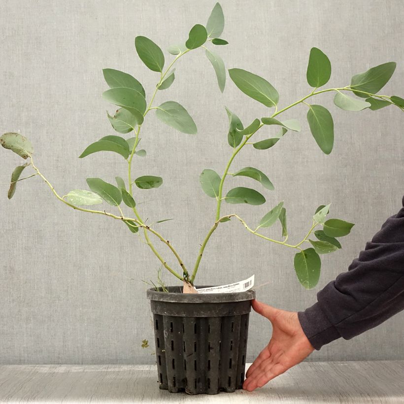 Esemplare di Eucalyptus pauciflora subsp. pauciflora Buffalo - Eucalipto Vaso da 4L/5L come consegnato in autunno