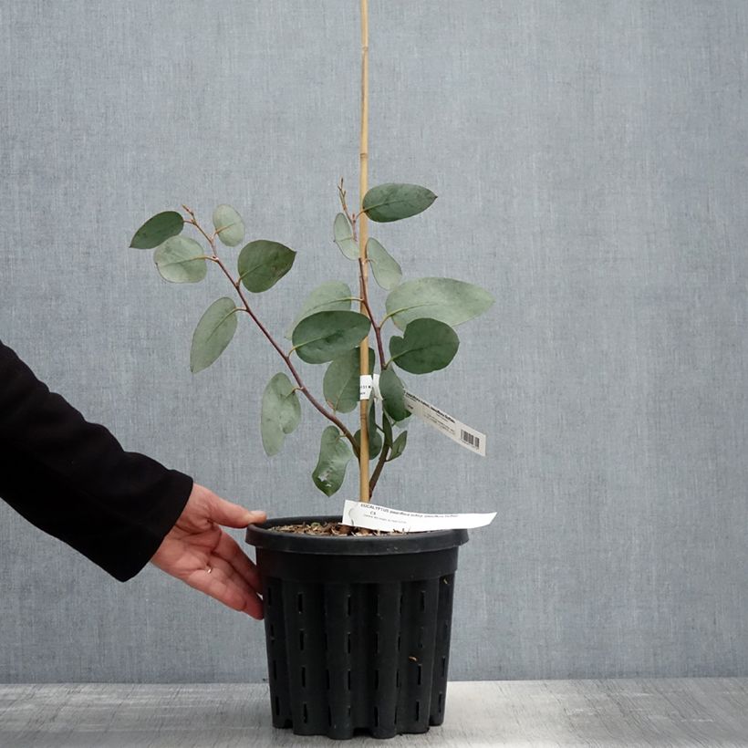 Eucalyptus pauciflora subsp. pauciflora Buffalo - Eucalipto Vaso da 4L/5L esemplare consegnato in primavera
