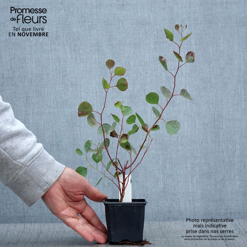 Esemplare di Eucalyptus polyanthemos - Eucalipto Vasetto da 8/9 cm come consegnato in autunno