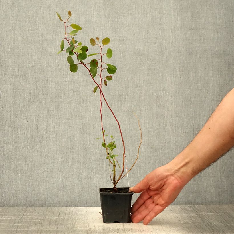 Eucalyptus polyanthemos - Eucalipto Vasetto da 8/9 cm esemplare consegnato in primavera