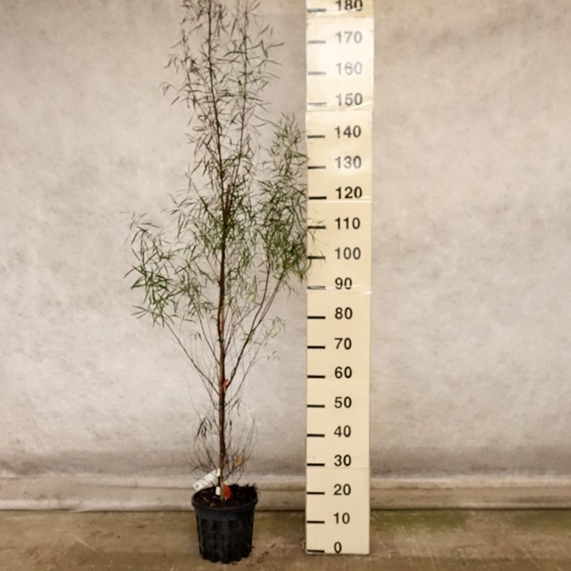 Esemplare di Eucalyptus pulchella - Eucalipto Vaso da 4L/5L come consegnato in autunno