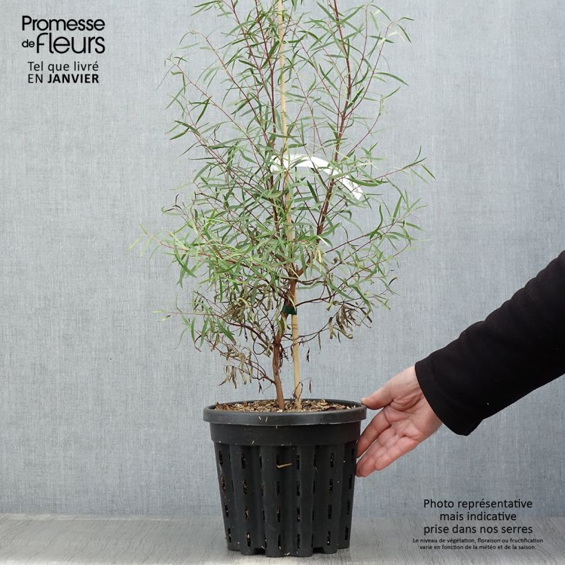 Eucalyptus pulchella - Eucalipto Vaso da 4L/5L esemplare consegnato in inverno