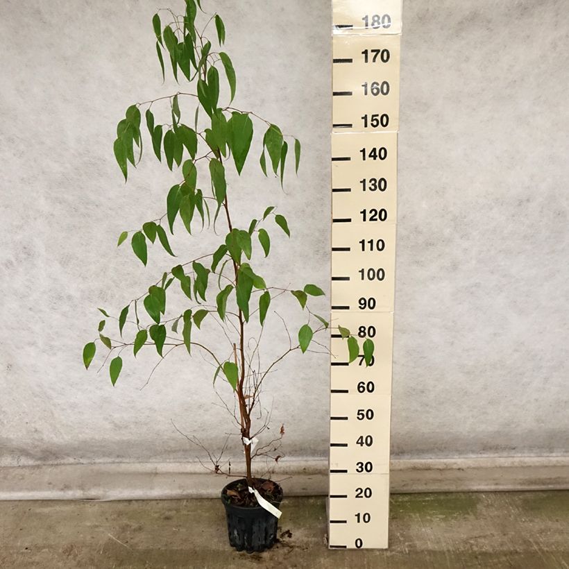 Esemplare di Eucalyptus regnans - Eucalipto australiano Vaso da 4L/5L come consegnato in autunno