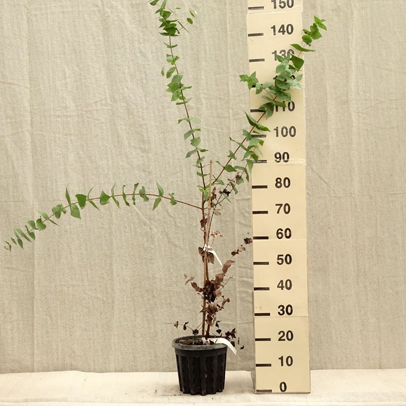 Esemplare di Eucalyptus risdonii - Eucalipto Vaso da 4L/5L come consegnato in autunno