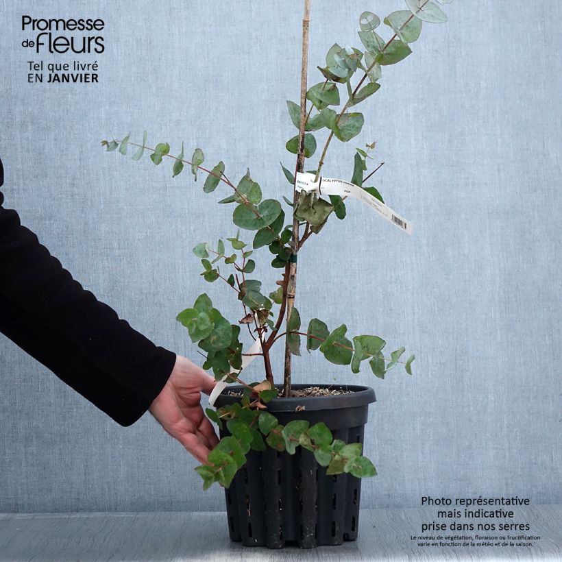 Eucalyptus risdonii - Eucalipto Vaso da 4L/5L esemplare consegnato in inverno