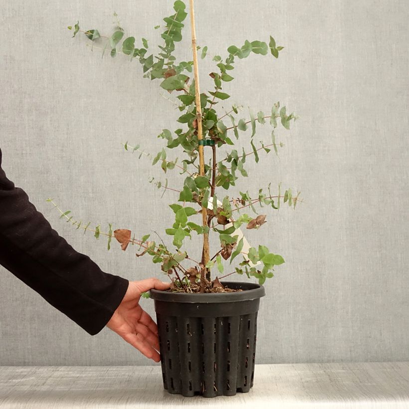 Eucalyptus risdonii - Eucalipto Vaso da 4L/5L esemplare consegnato in primavera
