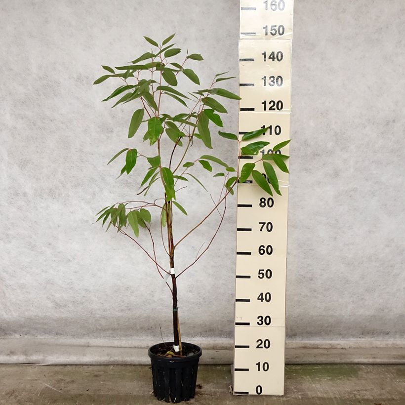 Esemplare di Eucalyptus robusta - Eucalipto robusto Vaso da 4L/5L come consegnato in autunno