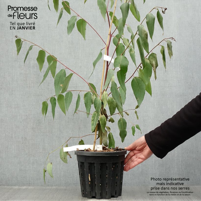 Eucalyptus robusta - Eucalipto robusto Vaso da 4L/5L esemplare consegnato in inverno