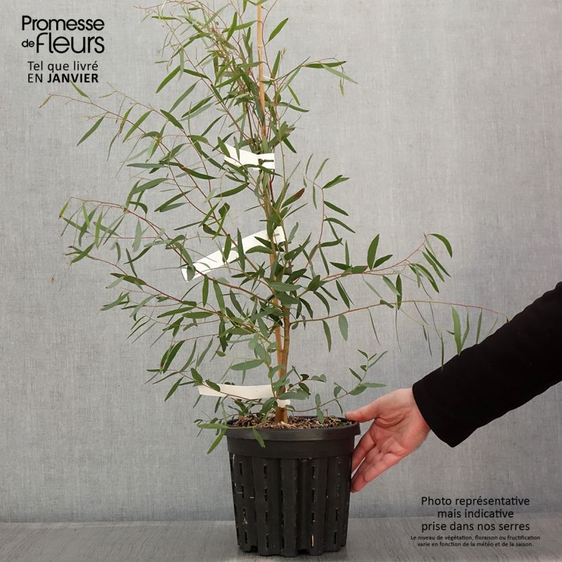 Eucalyptus rodwayi - Eucalipto Vaso da 4L/5L esemplare consegnato in inverno