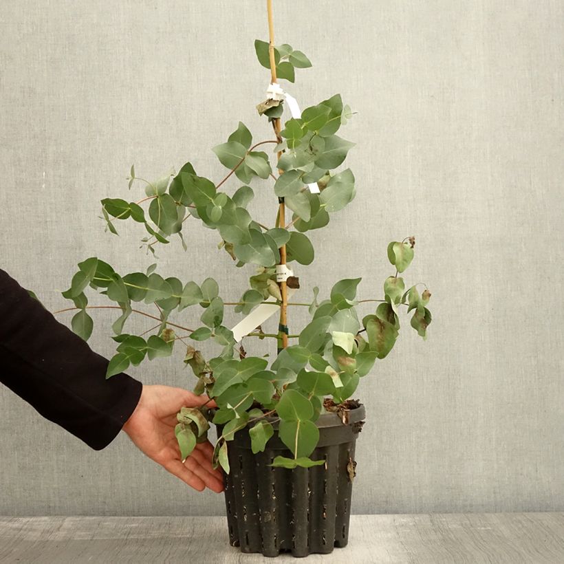 Esemplare di Eucalyptus rubida - Eucalipto Vaso da 4L/5L come consegnato in autunno