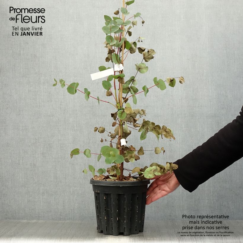 Eucalyptus rubida - Eucalipto Vaso da 4L/5L esemplare consegnato in inverno