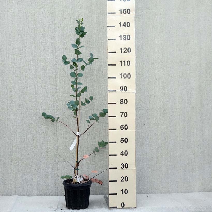 Esemplare di Eucalyptus stellulata - Eucalipto Vaso da 3L/4L come consegnato in autunno