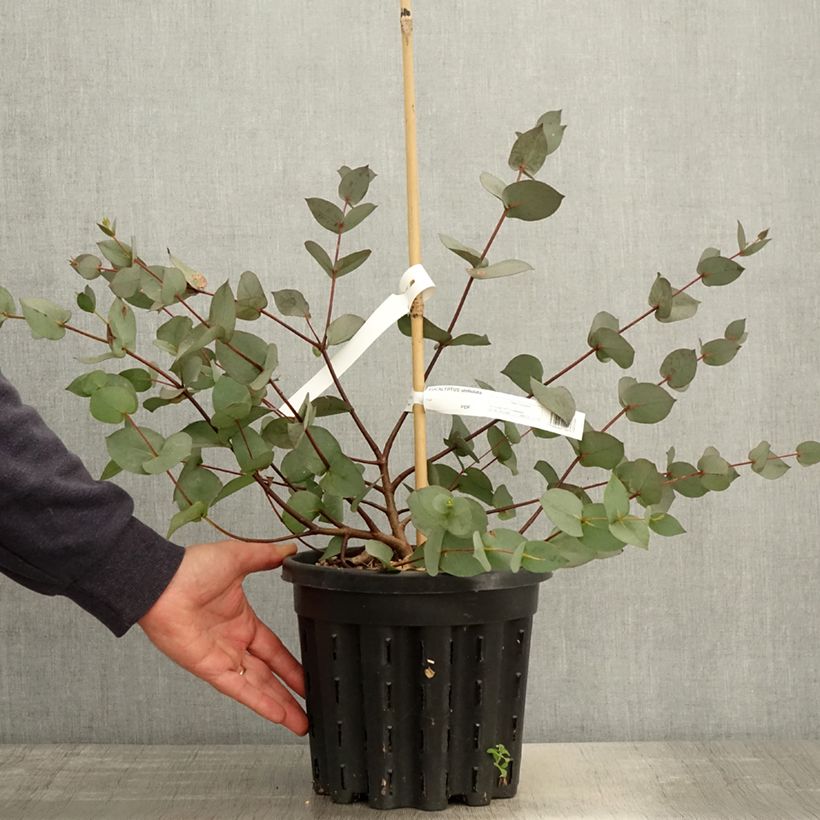 Eucalyptus stellulata - Eucalipto Vaso da 3L/4L esemplare consegnato in primavera