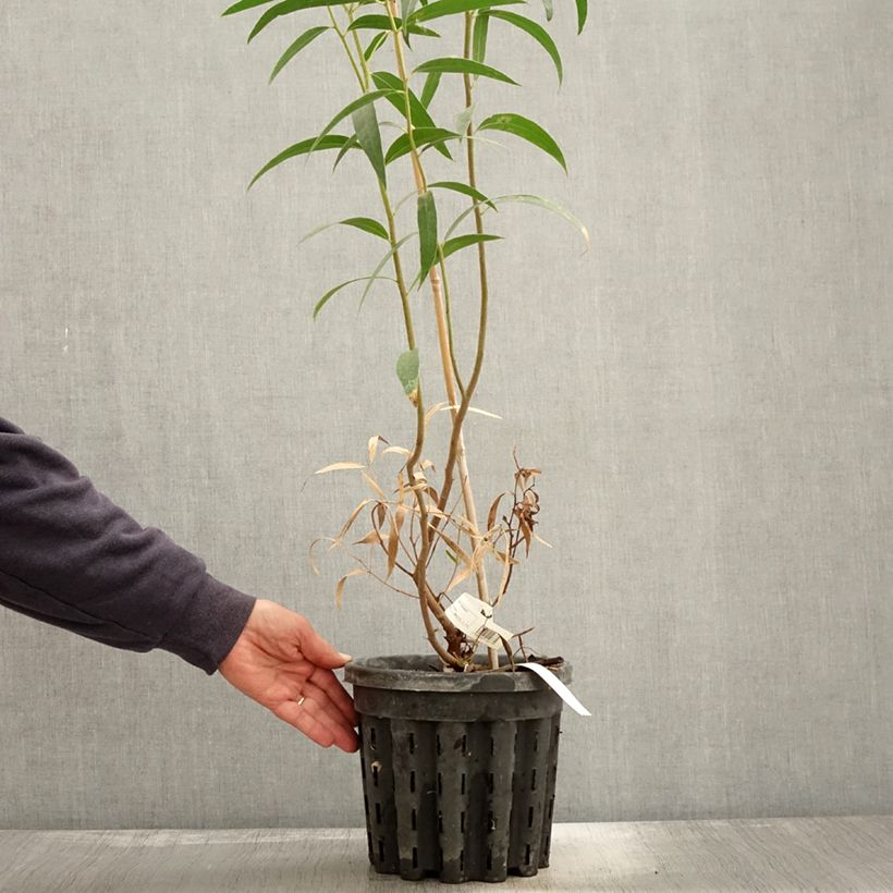 Esemplare di Eucalyptus stricta - Eucalipto Vaso da 4L/5L come consegnato in autunno