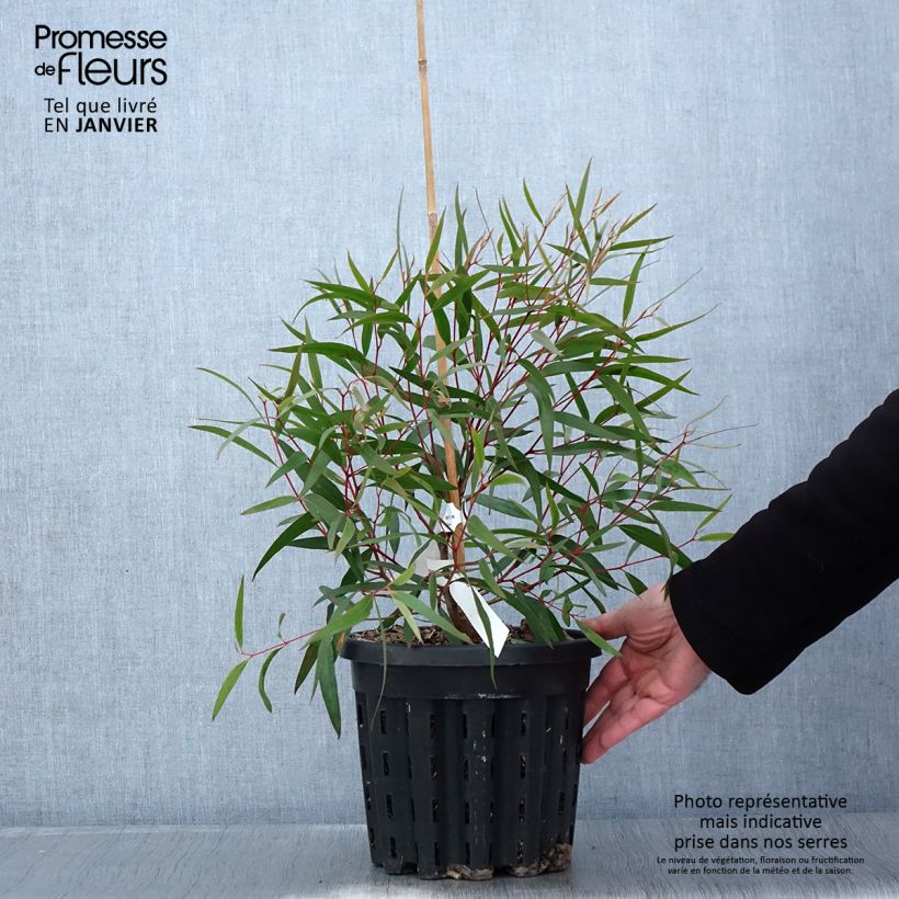 Eucalyptus stricta - Eucalipto Vaso da 4L/5L esemplare consegnato in inverno