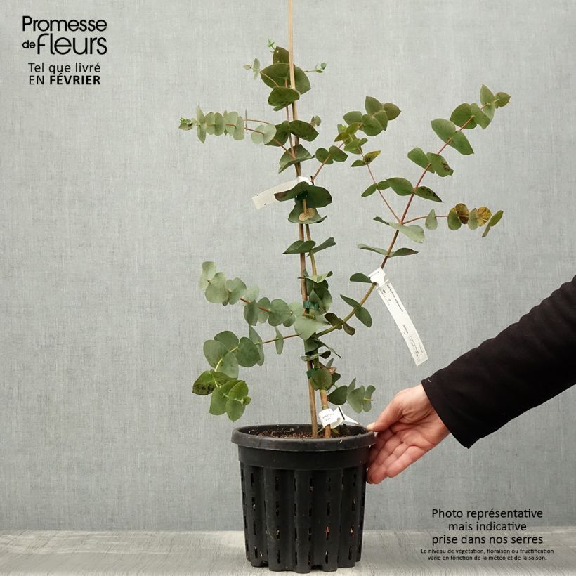 Eucalyptus sturgissiana - Eucalipto Vaso da 4L/5L esemplare consegnato in inverno