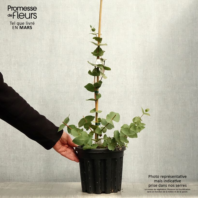 Eucalyptus sturgissiana - Eucalipto Vaso da 4L/5L esemplare consegnato in primavera