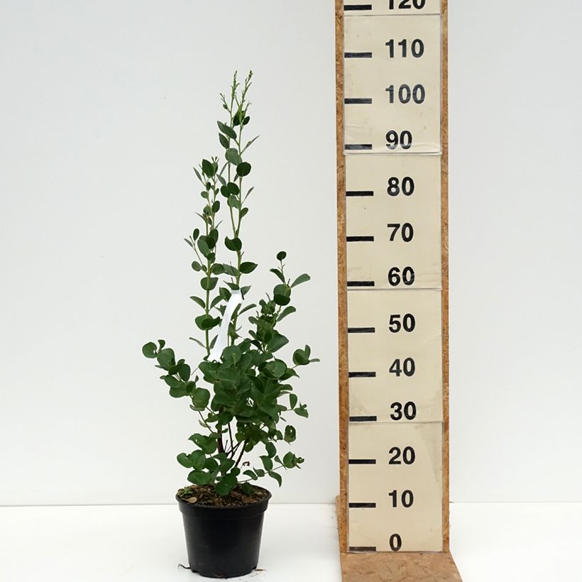 Esemplare di Eucalyptus subcrenulata - Eucalipto Vaso da 4L/5L come consegnato in autunno