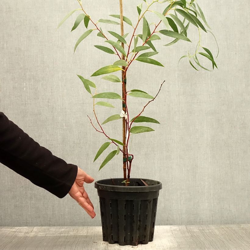 Esemplare di Eucalyptus tetraptera - Eucalipto Vaso da 4L/5L come consegnato in autunno