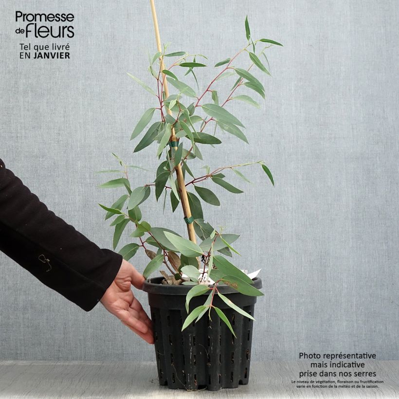 Eucalyptus tetraptera - Eucalipto Vaso da 4L/5L esemplare consegnato in inverno