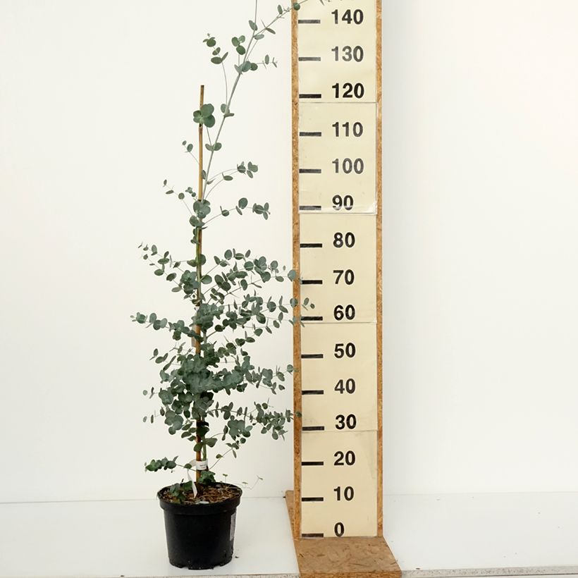 Esemplare di Eucalyptus urnigera f.glaucus - Eucalipto Vaso da 4L/5L come consegnato in autunno