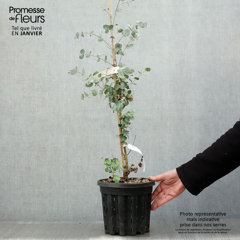 Eucalyptus urnigera f.glaucus - Eucalipto Vaso da 4L/5L esemplare consegnato in inverno