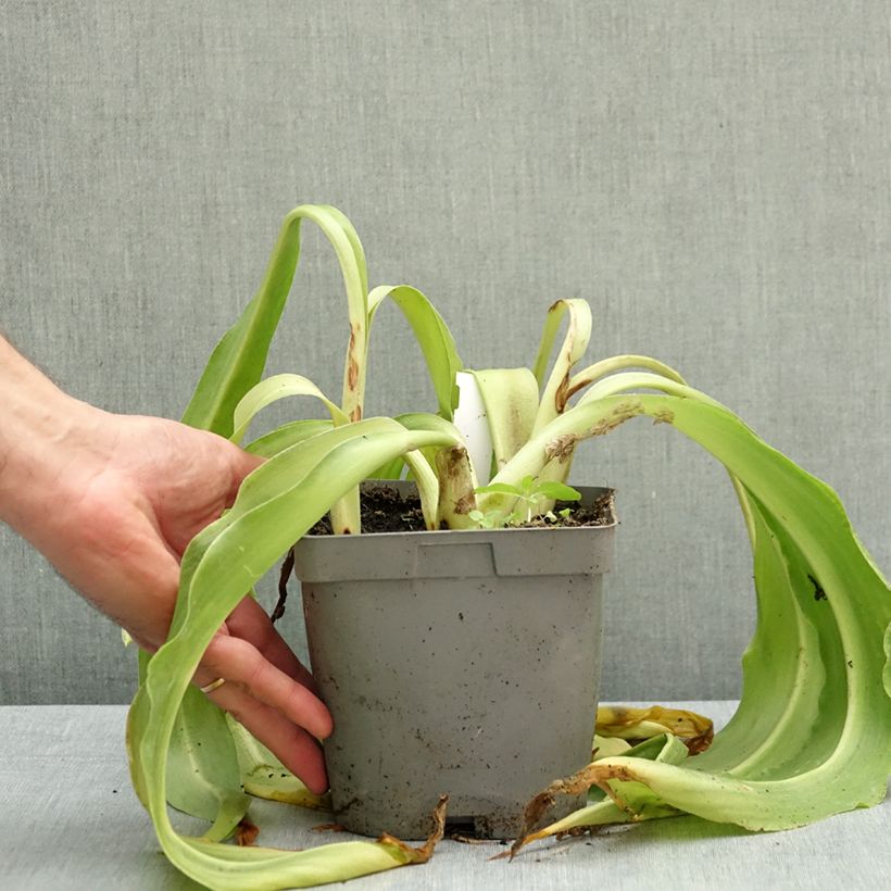 Esemplare di Eucomis autumnalis Vaso da 2L/3L taglia 14/16 come consegnato in autunno