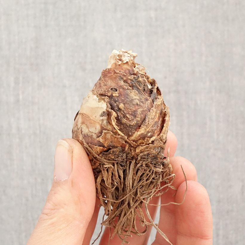 Eucomis bicolor Alba - Giglio di ananas Bulbo taglia 16+ esemplare consegnato in primavera