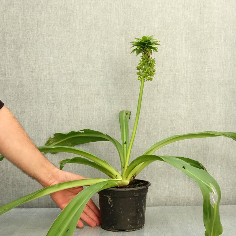 Esemplare di Eucomis bicolor - Giglio di ananas Vaso da 2L/3L taglia 16/18 consegnato in estate