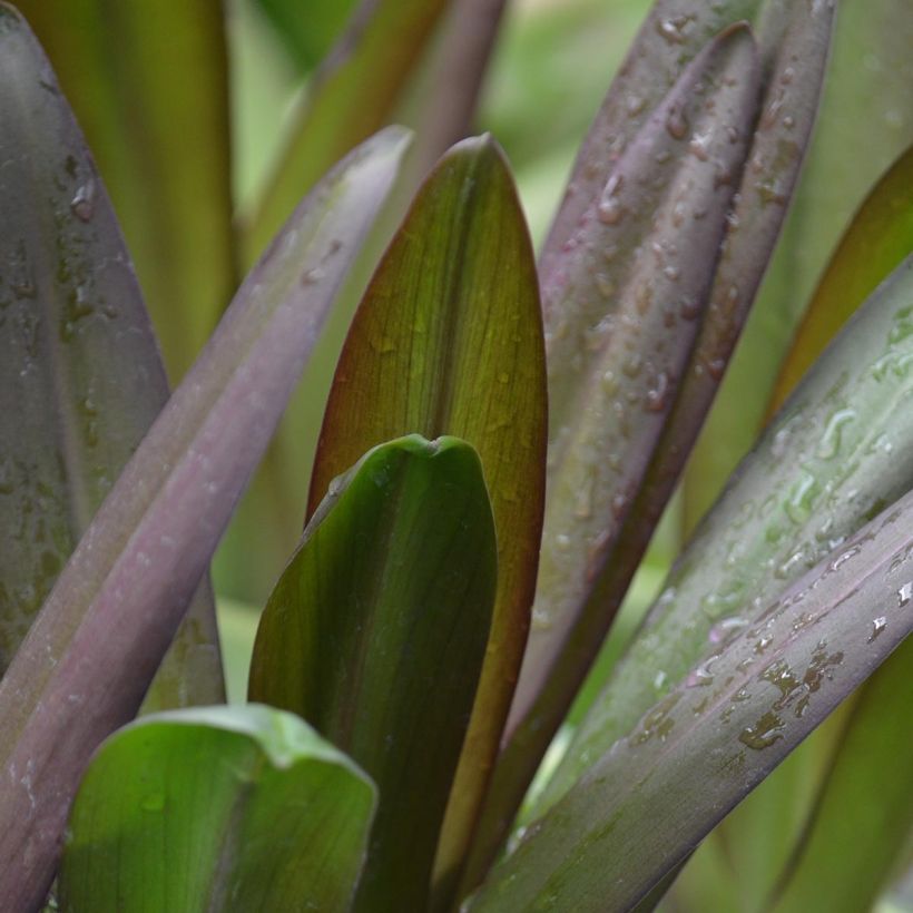 Eucomis Burgundy Wine - Giglio di ananas (Fogliame)
