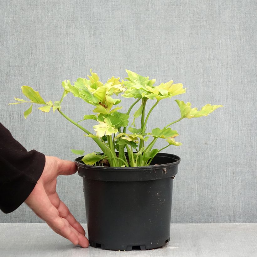 Esemplare di Eucomis comosa Can Can - Giglio di ananas Vaso da 3L/4L taglia 18/20 come consegnato in autunno