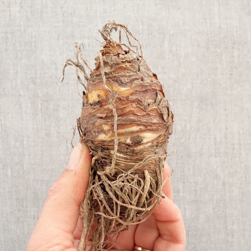 Eucomis comosa Indian Summer - Giglio di ananas Bulbo taglia 18/20 esemplare consegnato in primavera