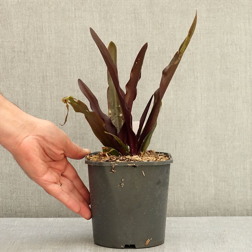 Esemplare di Eucomis Purple Reign - Giglio di ananas Vaso da 1L/1,5L taglia 14+ consegnato in estate